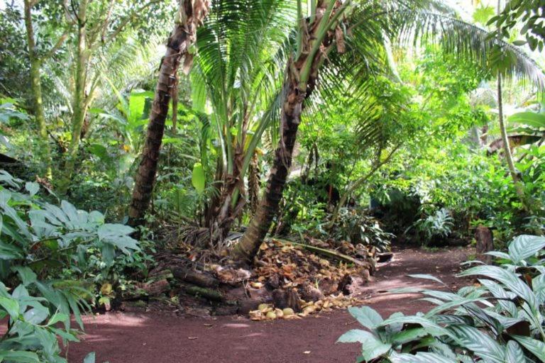 Paradise eco-village Pahoa Extérieur photo