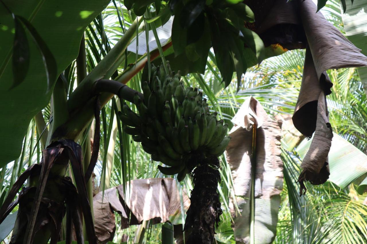 Paradise eco-village Pahoa Extérieur photo