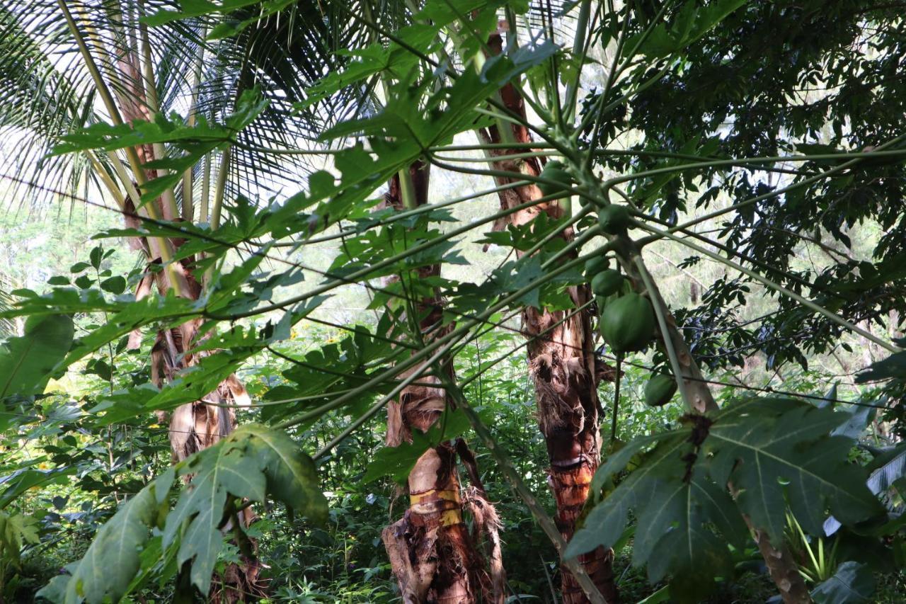 Paradise eco-village Pahoa Extérieur photo