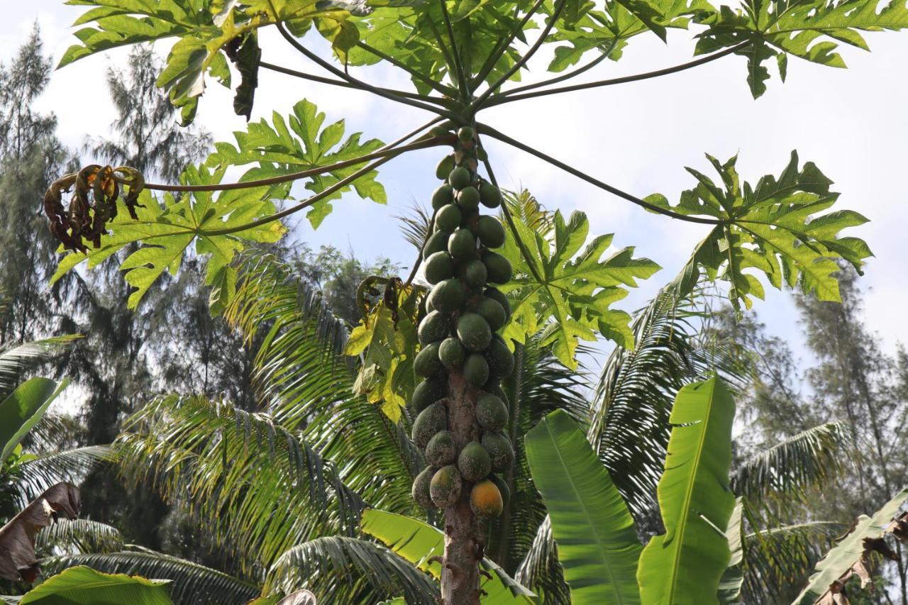 Paradise eco-village Pahoa Extérieur photo